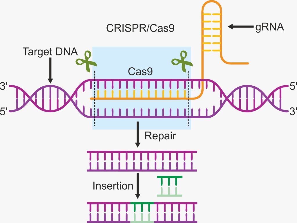 CRISPR gene editing